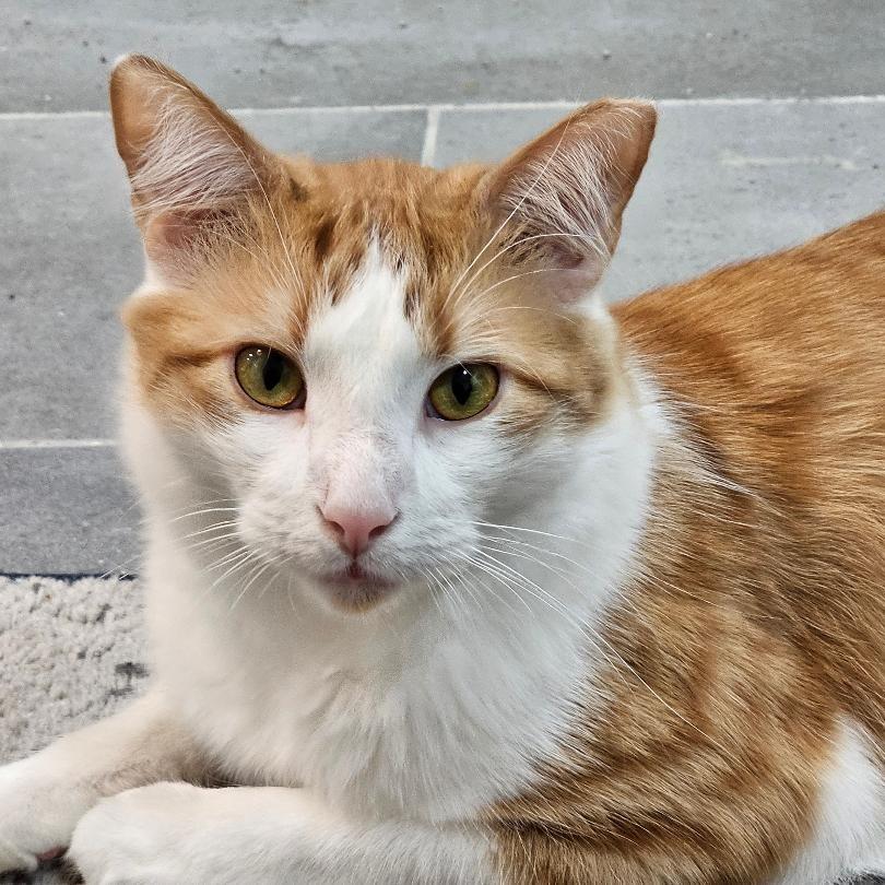 Feeny — thumbnail 5