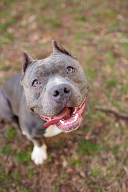 Nugget (in foster) — thumbnail 2