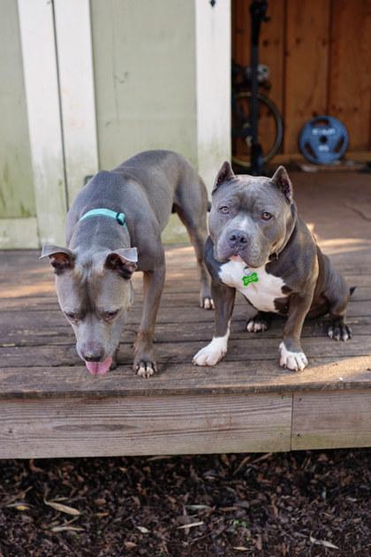 Nugget (in foster) — thumbnail 3