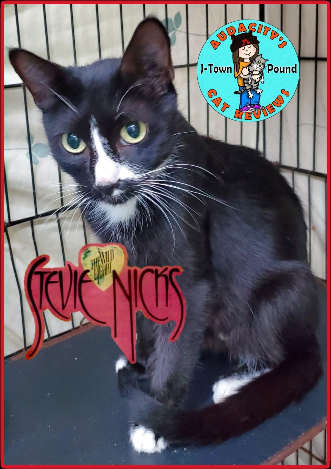 Stevie Nicks, a Adoptable Domestic Short Hair in Lake Hopatcong, NJ image 4/5