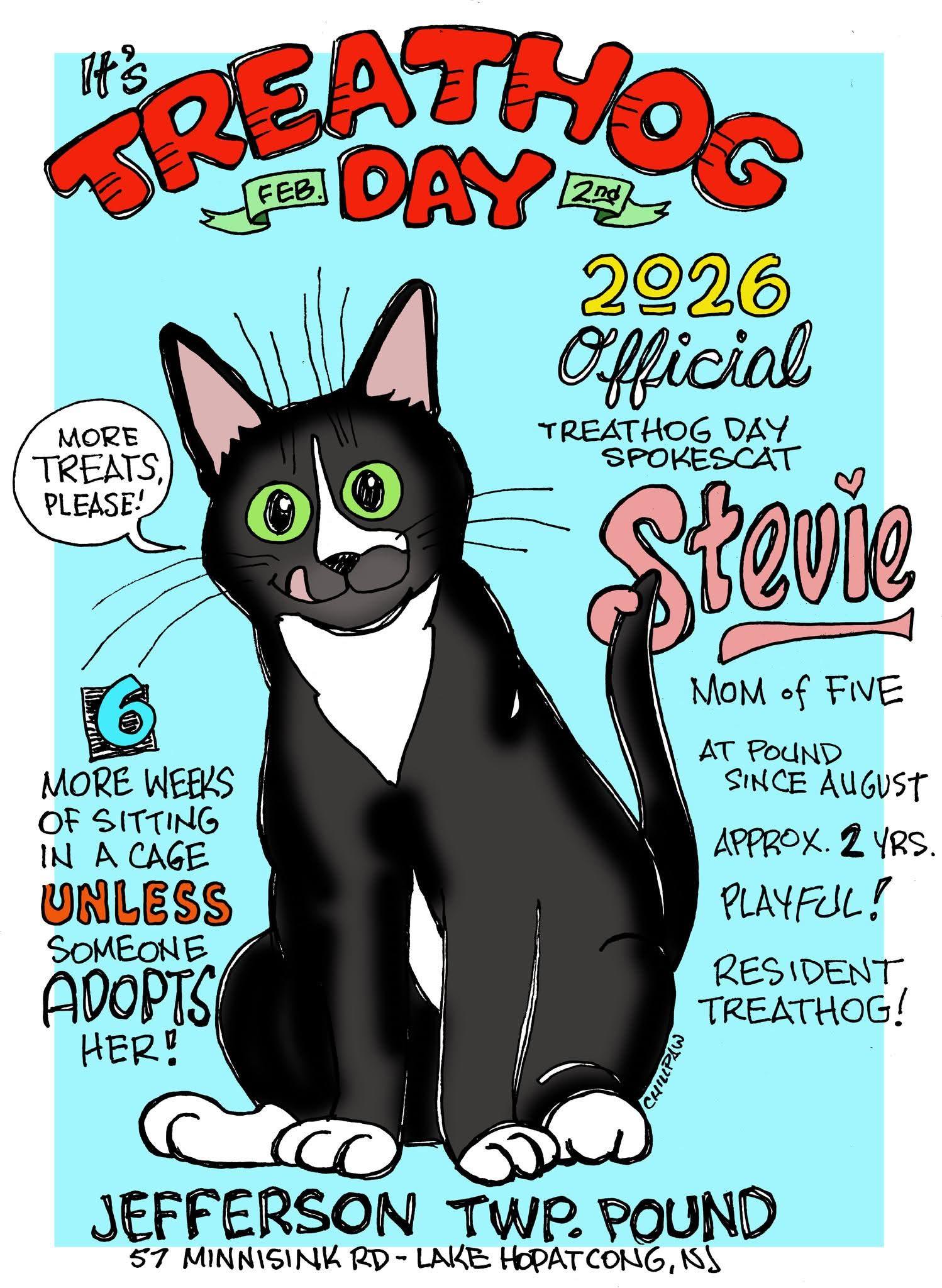 Stevie Nicks, a Adoptable Domestic Short Hair in Lake Hopatcong, NJ image 5/5