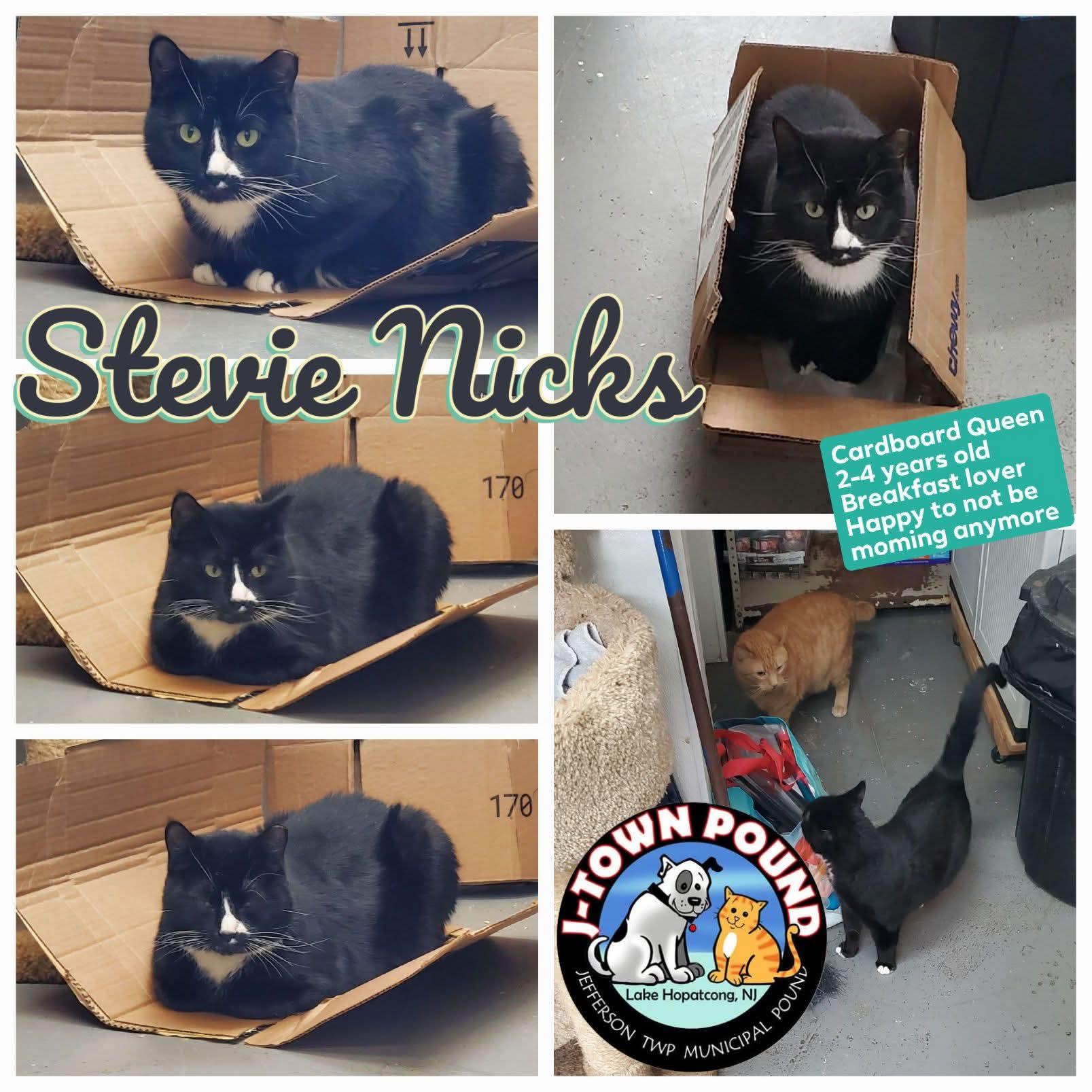 Stevie Nicks, a Adoptable Domestic Short Hair in Lake Hopatcong, NJ image 2/5