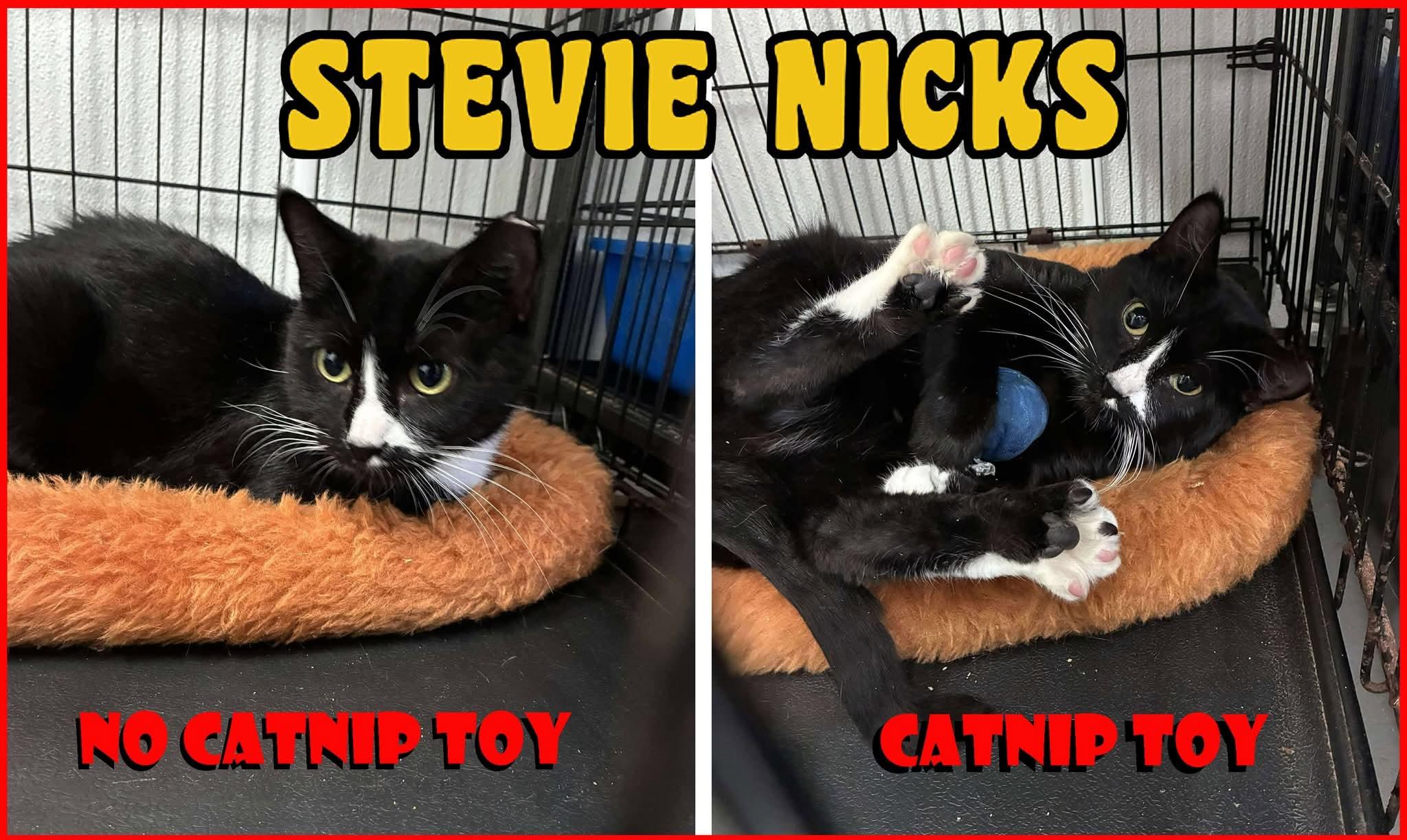 Stevie Nicks, a Adoptable Domestic Short Hair in Lake Hopatcong, NJ image 3/5