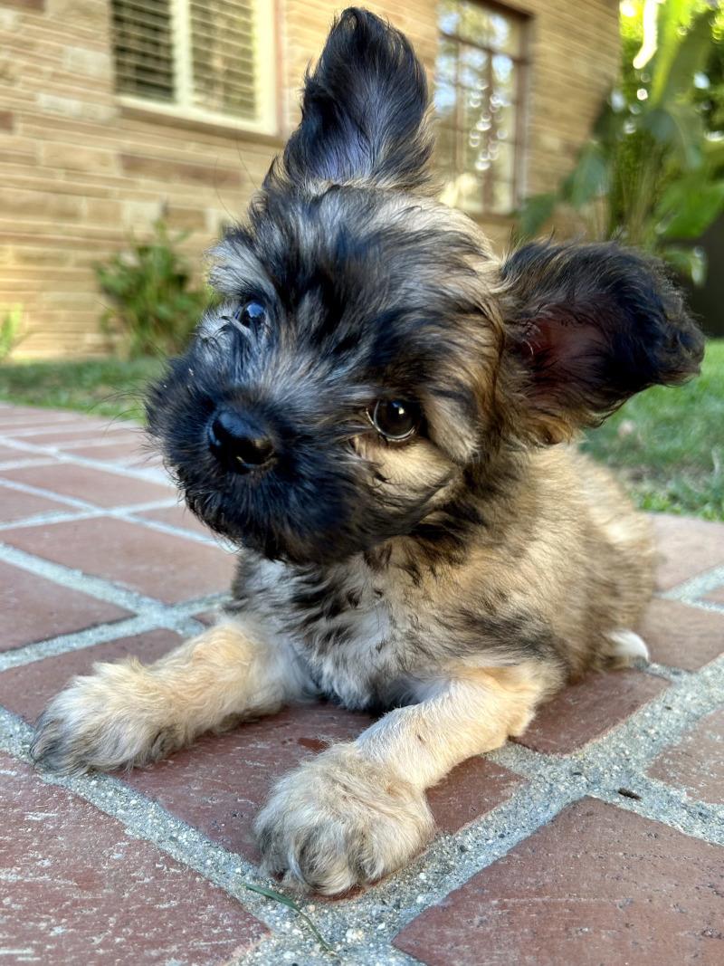 ❤️ Lola (Sophia's Amazing Pups!), Adoptable, Young Female French Bulldog & Miniature Poodle.