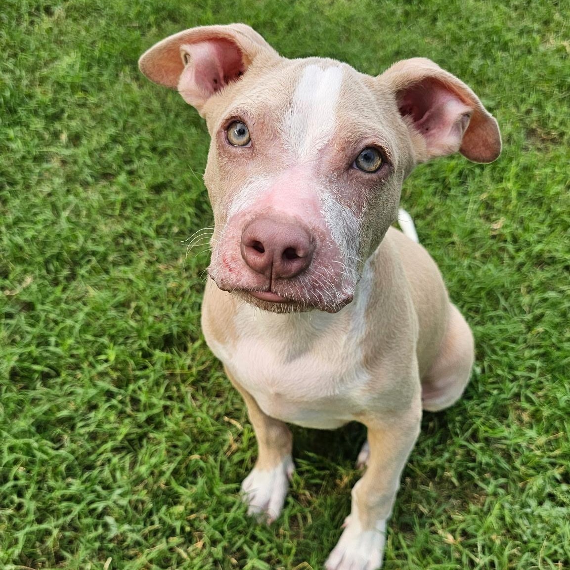 Noah the blue eyed baby, a Adoptable Pit Bull Terrier in Austin, TX image 3/5