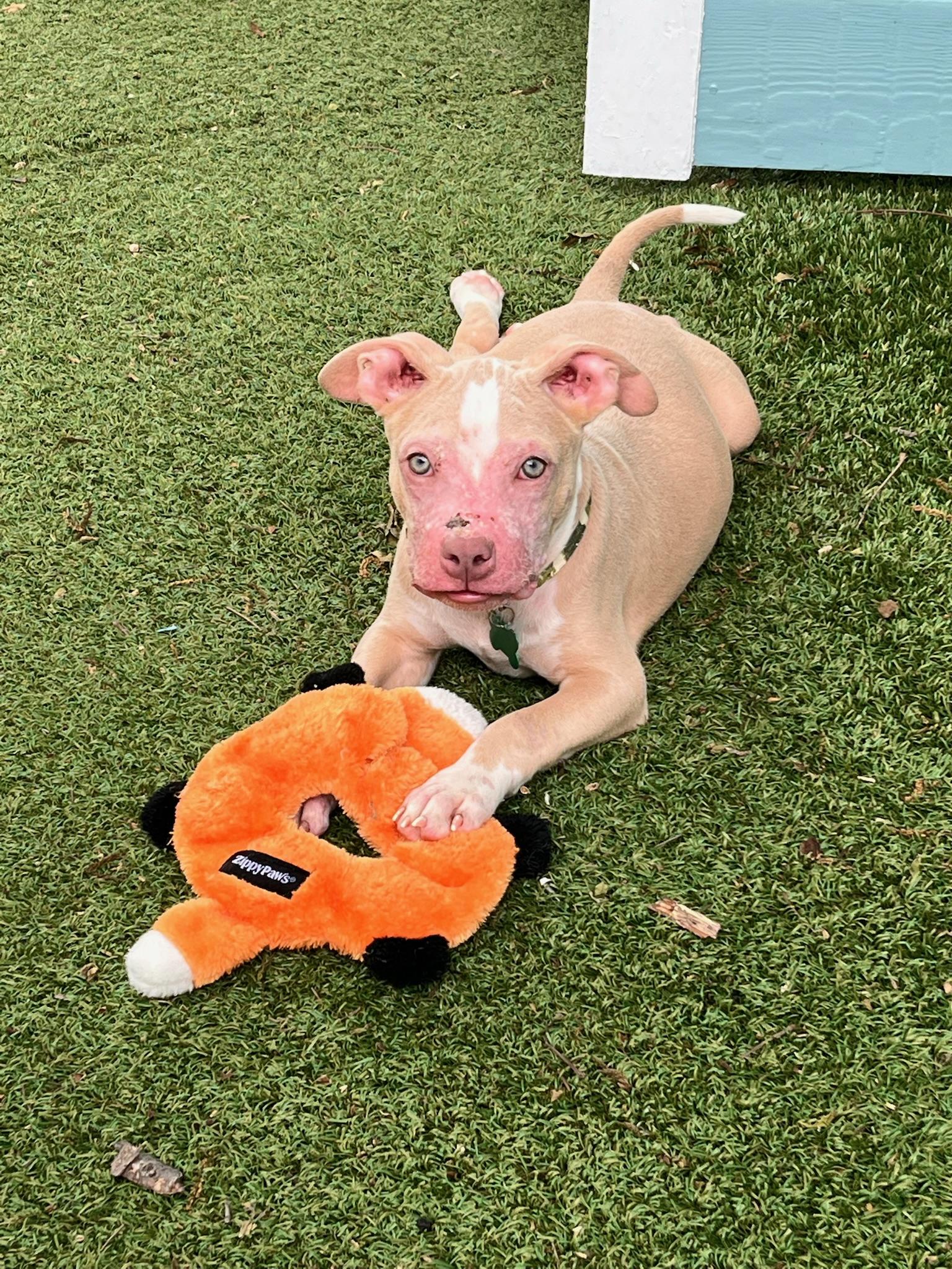 Noah the blue eyed baby, Adoptable, Puppy Male Pit Bull Terrier.