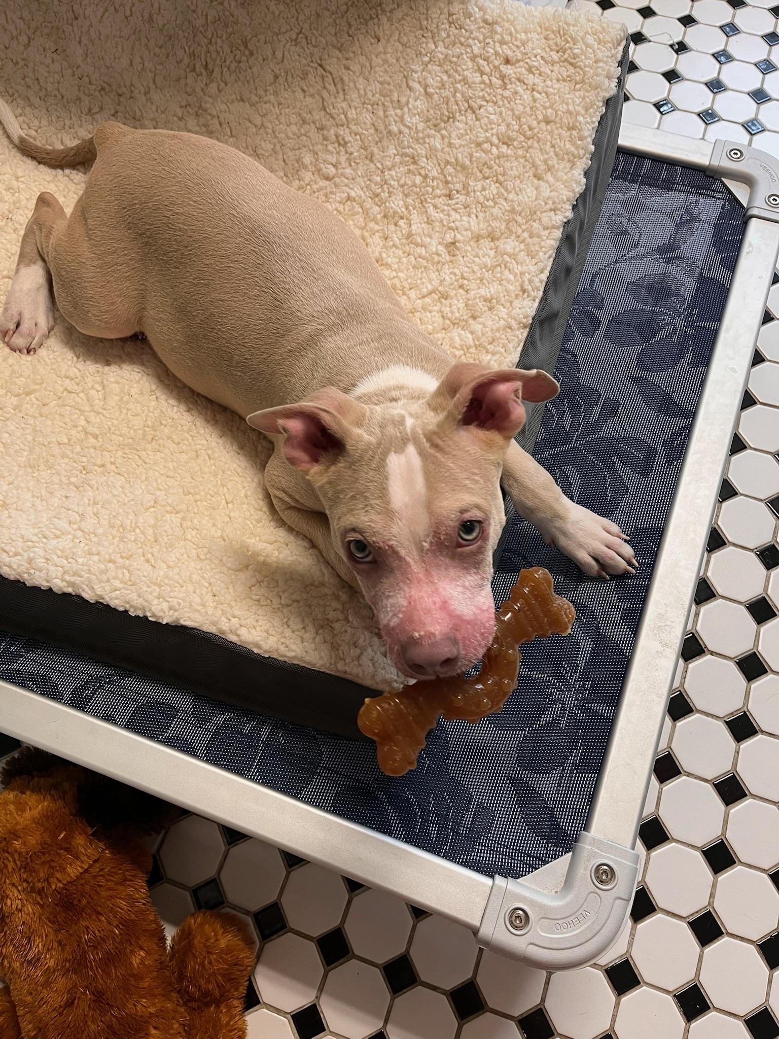 Enlarge Noah the blue eyed baby, a Adoptable Pit Bull Terrier in Austin, TX image 2/4