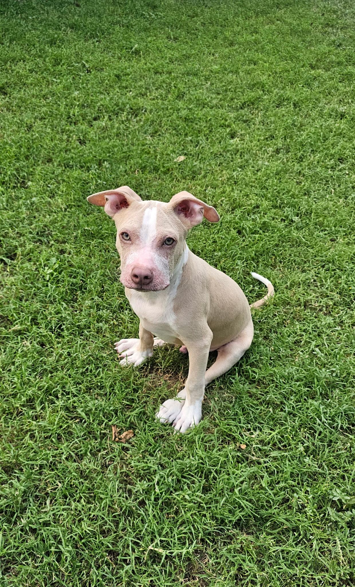 Noah the blue eyed baby, a Adoptable Pit Bull Terrier in Austin, TX image 1/5