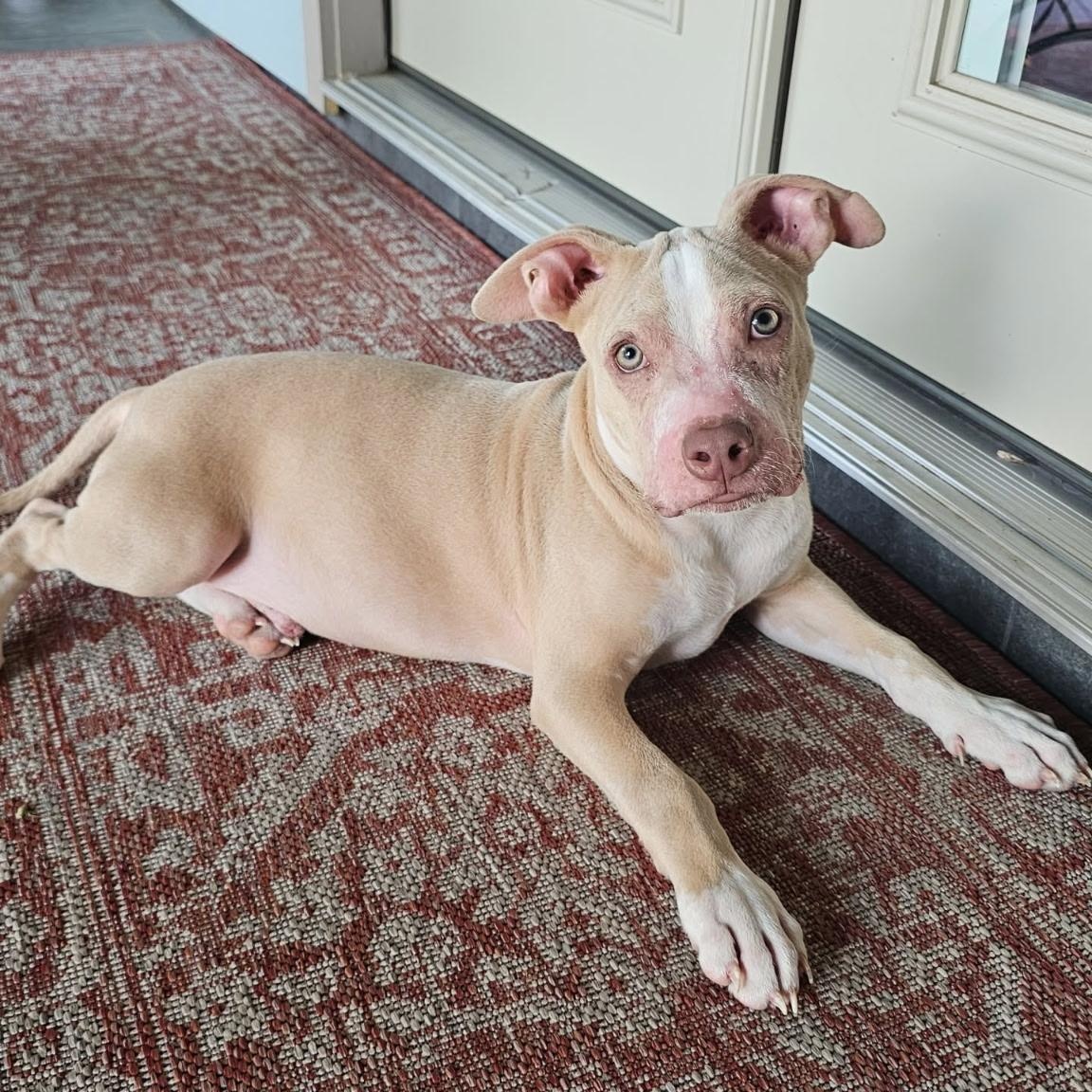Noah the blue eyed baby, a Adoptable Pit Bull Terrier in Austin, TX image 2/5