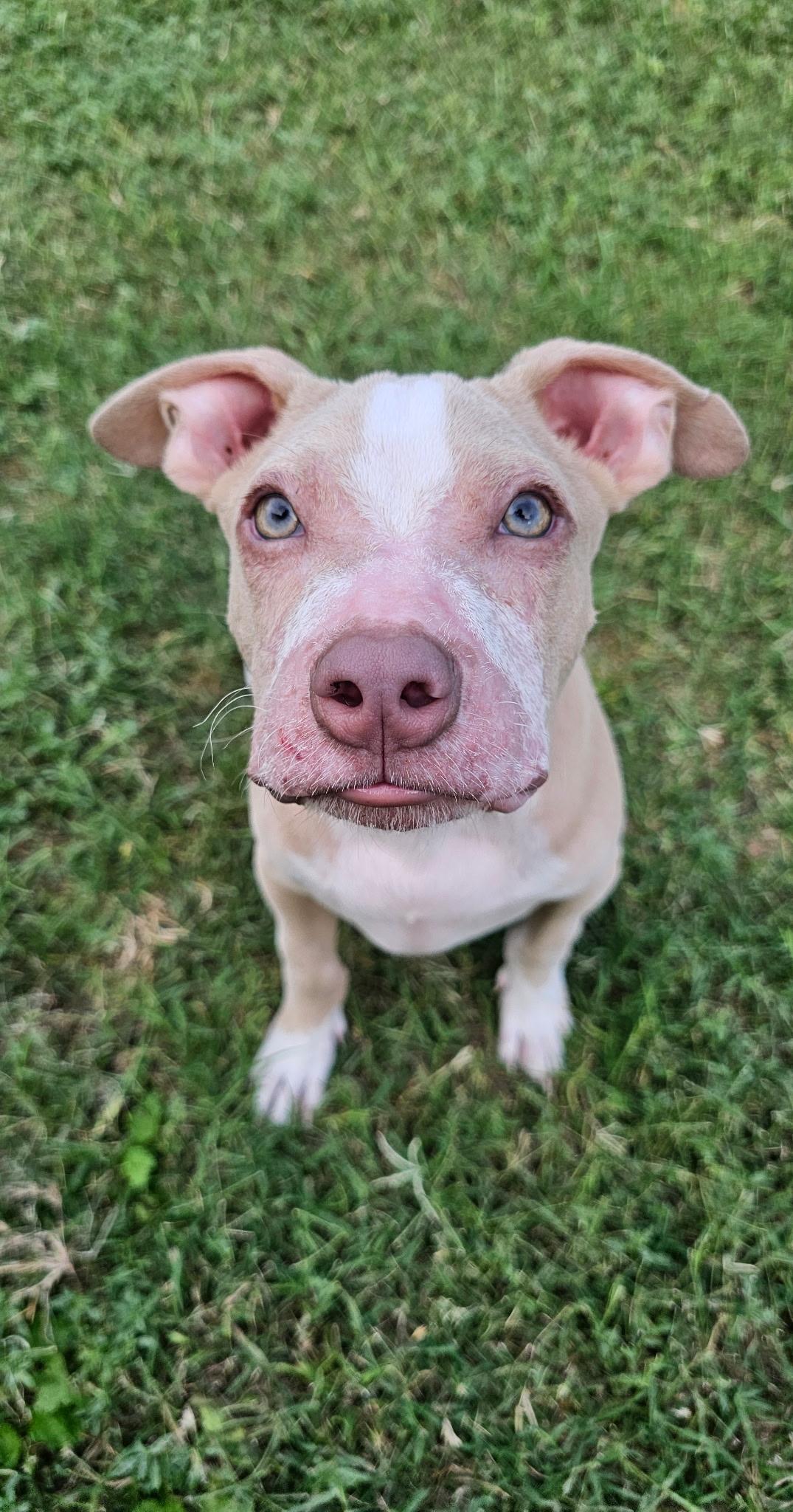 Noah the blue eyed baby, a Adoptable Pit Bull Terrier in Austin, TX image 5/5