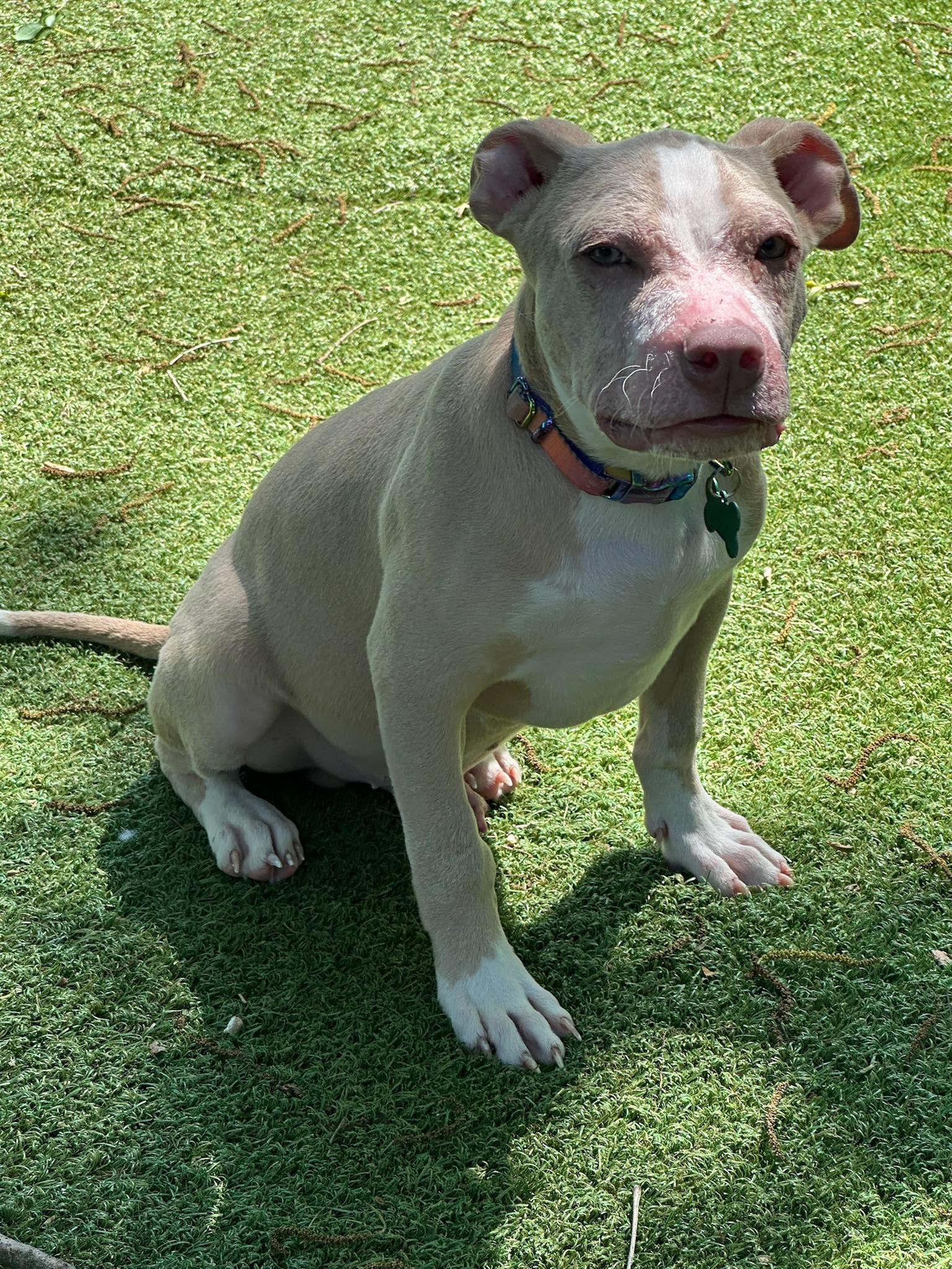 Enlarge Noah the blue eyed baby, a Adoptable Pit Bull Terrier in Austin, TX image 3/4