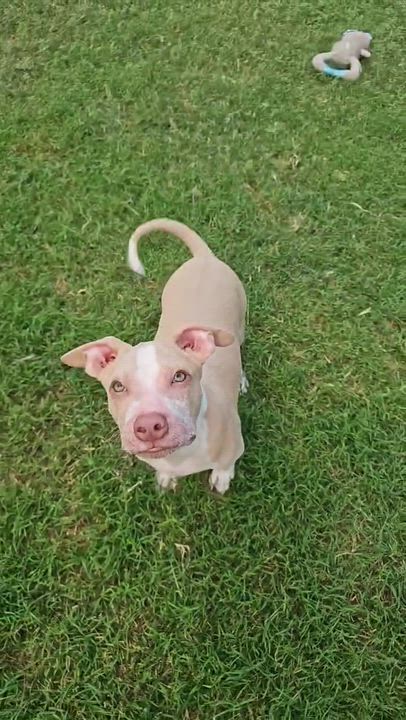 Enlarge Noah the blue eyed baby, a Adoptable Pit Bull Terrier in Austin, TX video 4/5