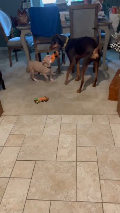 Enlarge Noah the blue eyed baby, a Adoptable Pit Bull Terrier in Austin, TX video 4/4