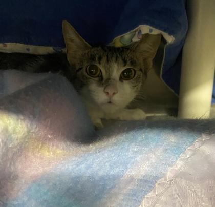 Enlarge Stinker, a Adoptable mixed breed in Hobart, IN image 1/1