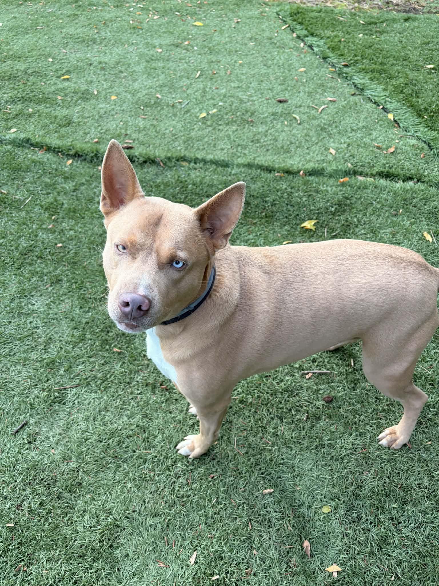 Dante, a ADOPTABLE mixed breed in Winlock, WA image 1/5