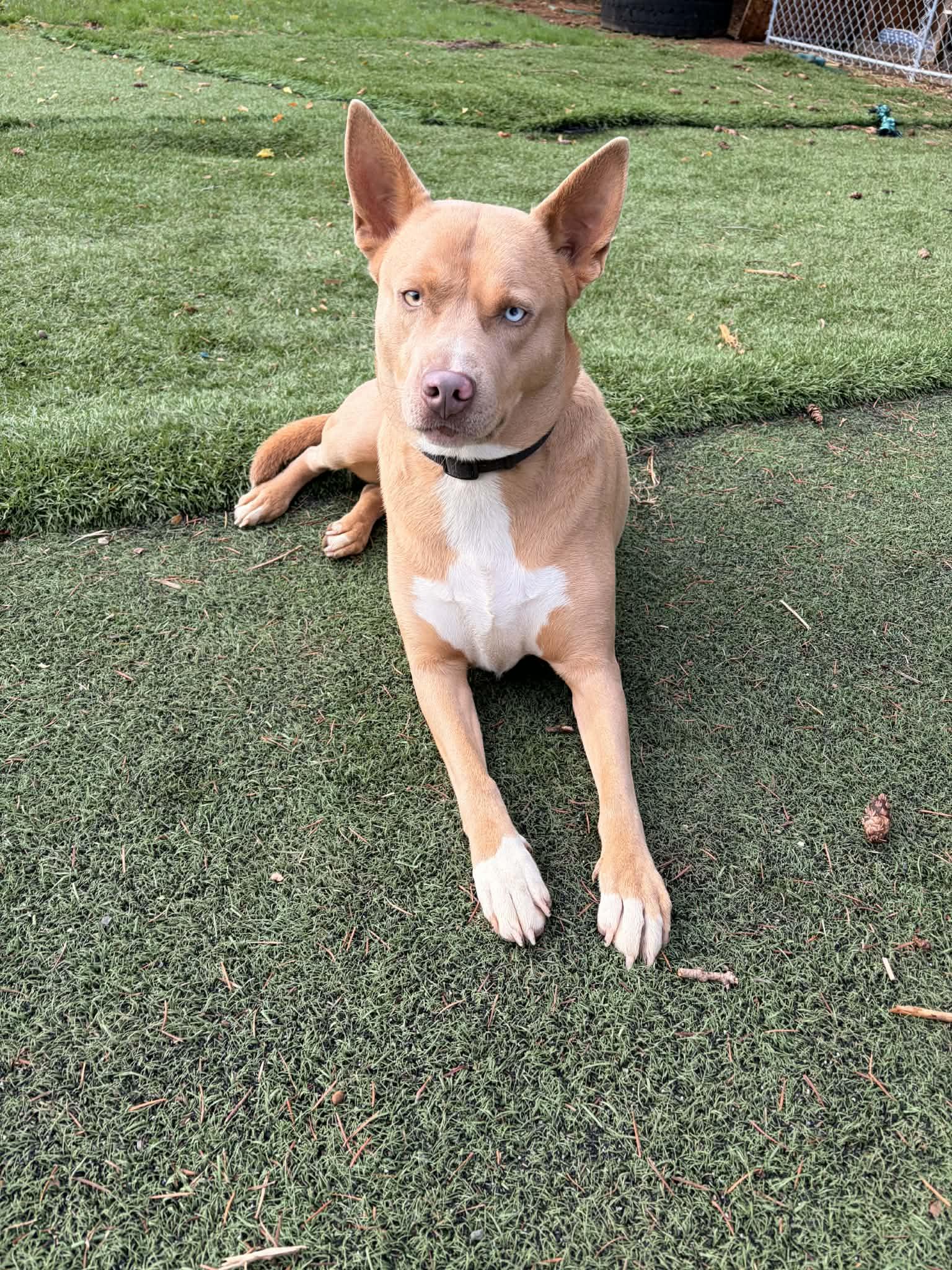 Dante, a ADOPTABLE mixed breed in Winlock, WA image 2/5