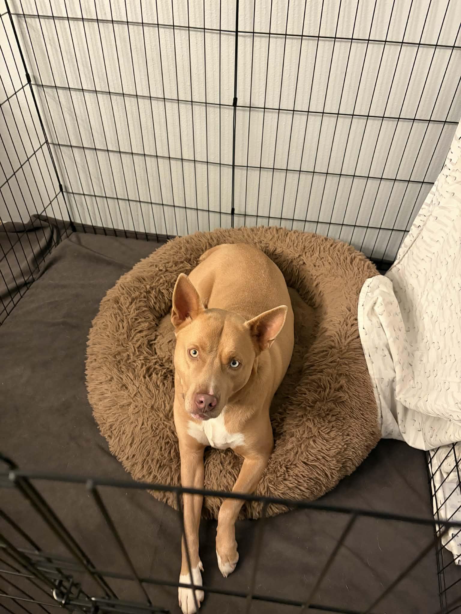 Dante, a ADOPTABLE mixed breed in Winlock, WA image 3/5