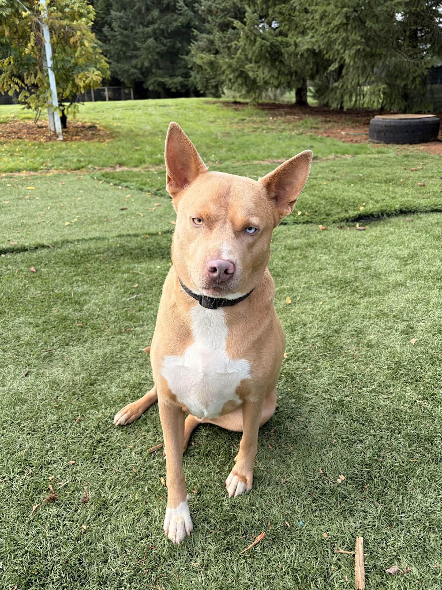 Dante, a ADOPTABLE mixed breed in Winlock, WA image 4/5