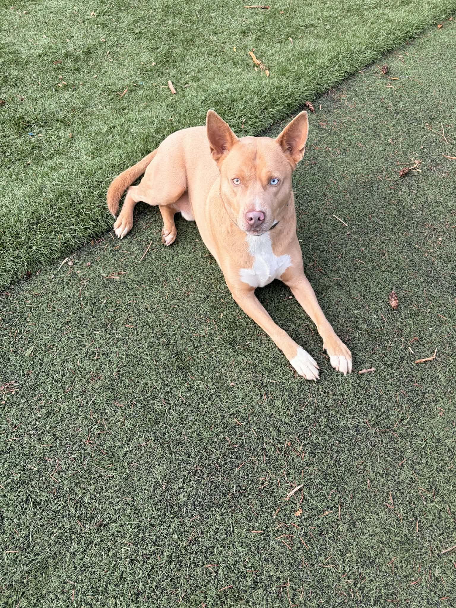 Dante, a ADOPTABLE mixed breed in Winlock, WA image 5/5