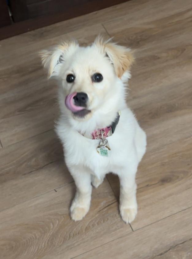 Delilah, adopted, Young Female Golden Retriever & Pomeranian.