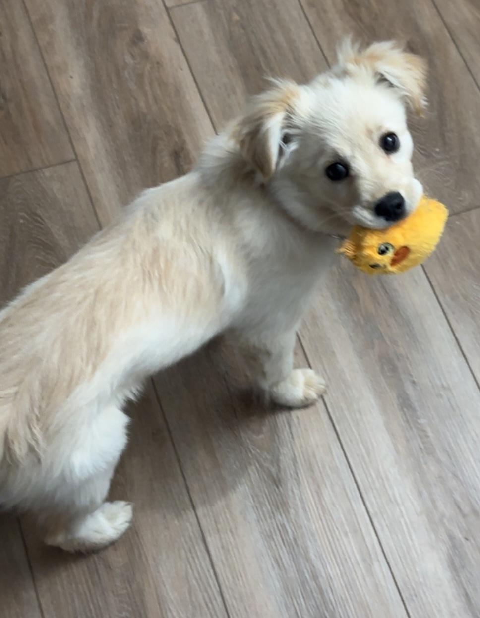 Enlarge Delilah, an adopted mixed breed in Winnipeg, MB image 3/6