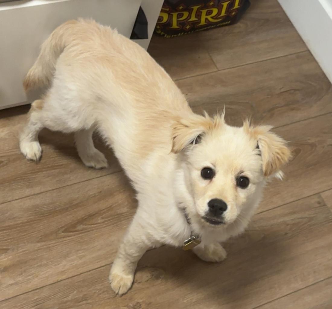 Enlarge Delilah, an adopted mixed breed in Winnipeg, MB image 4/6