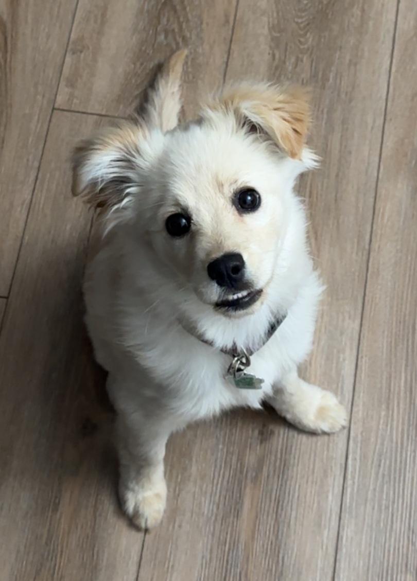 Enlarge Delilah, an adopted mixed breed in Winnipeg, MB image 5/6