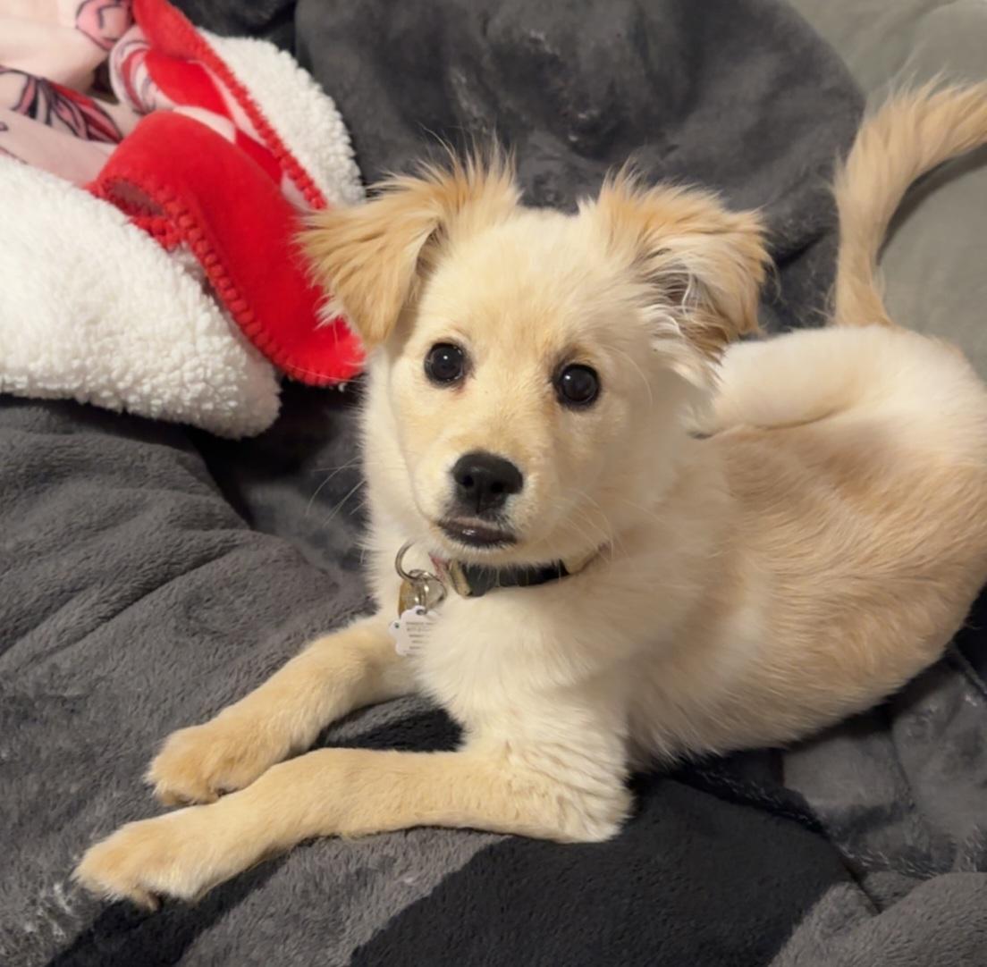 Enlarge Delilah, an adopted mixed breed in Winnipeg, MB image 6/6