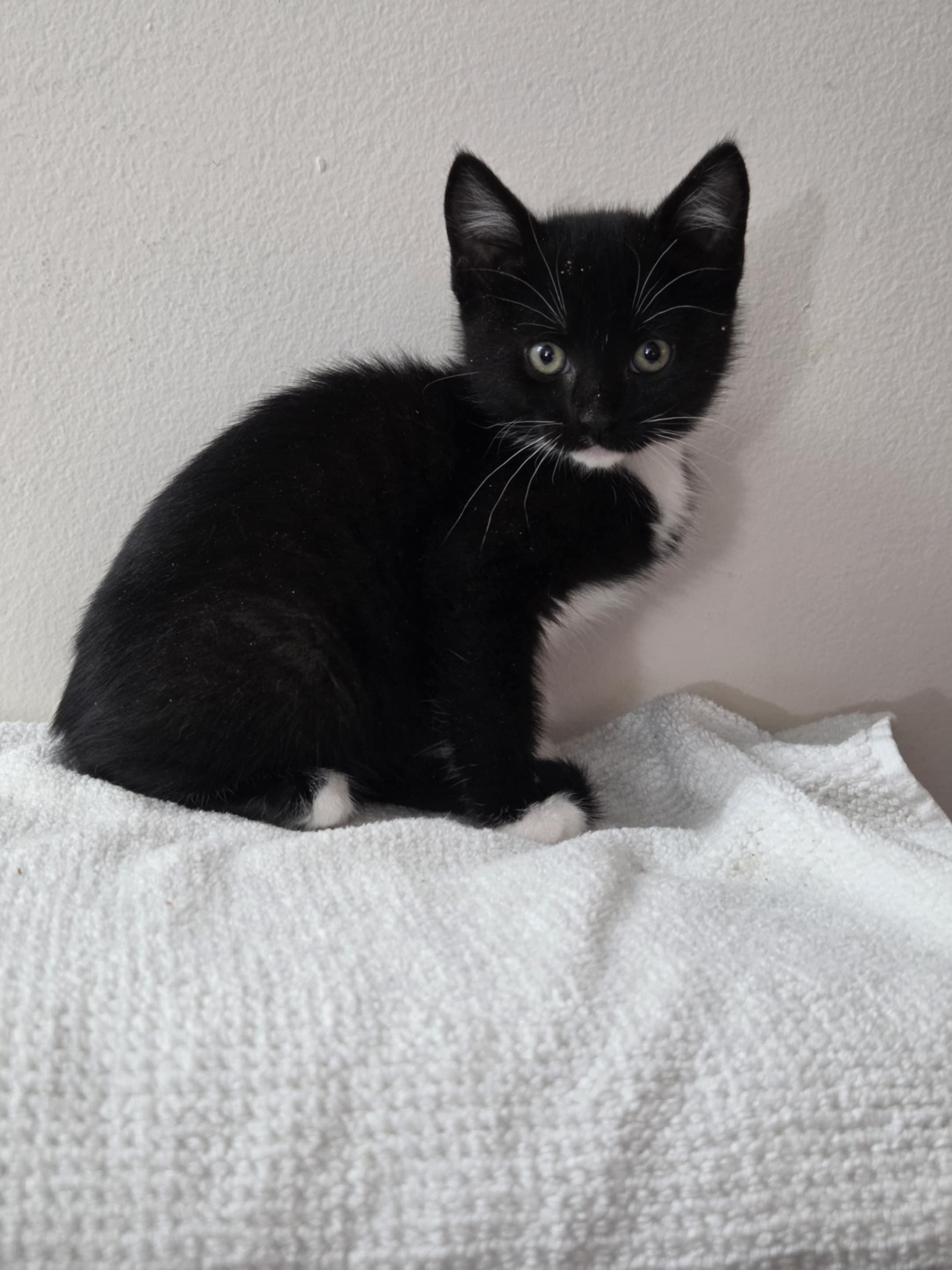 Pre-Adoption: Cleric, Baby Female unknown