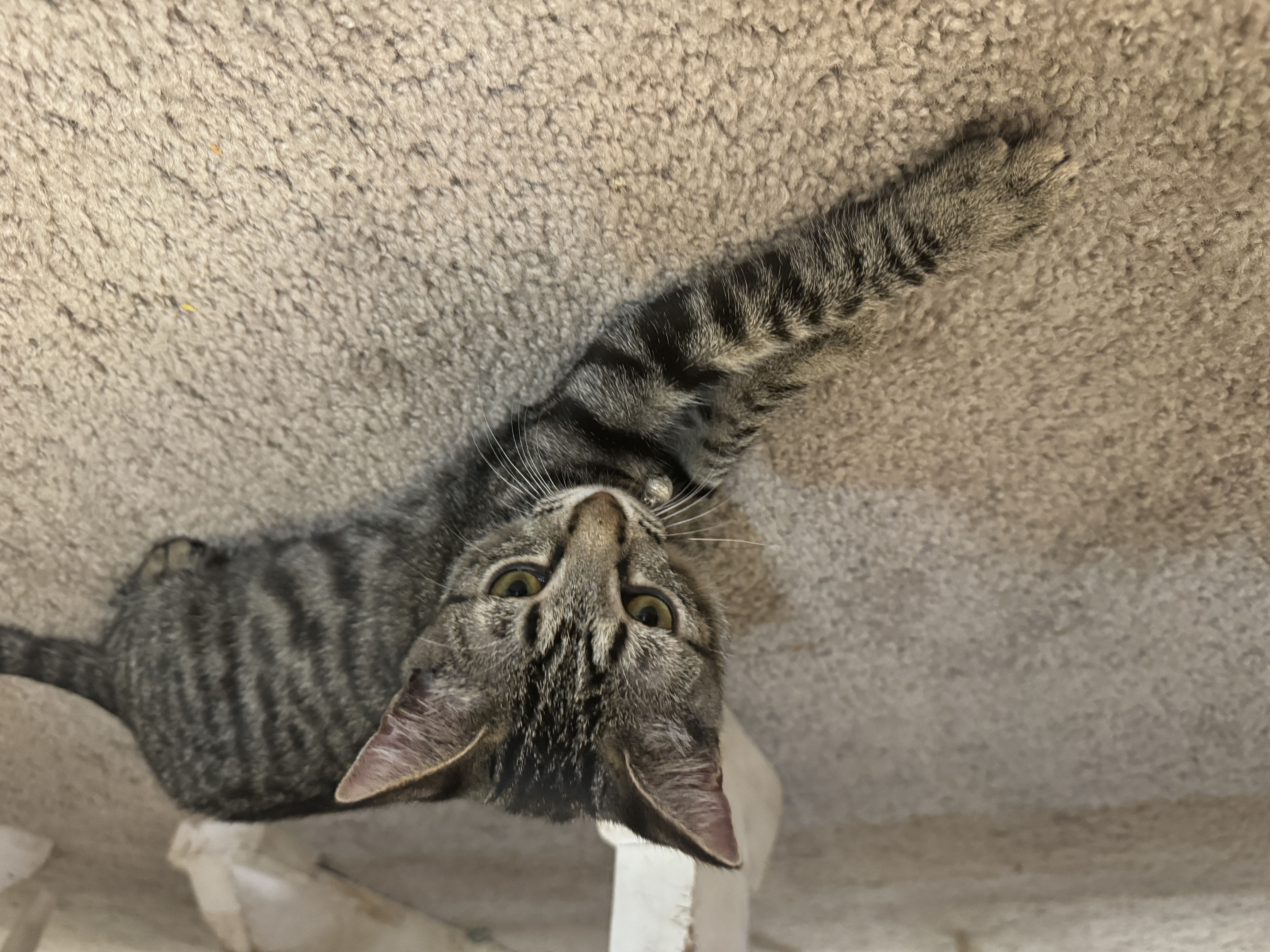 Enlarge Smokey, a Adopted Domestic Short Hair in Smyrna, GA image 3/5