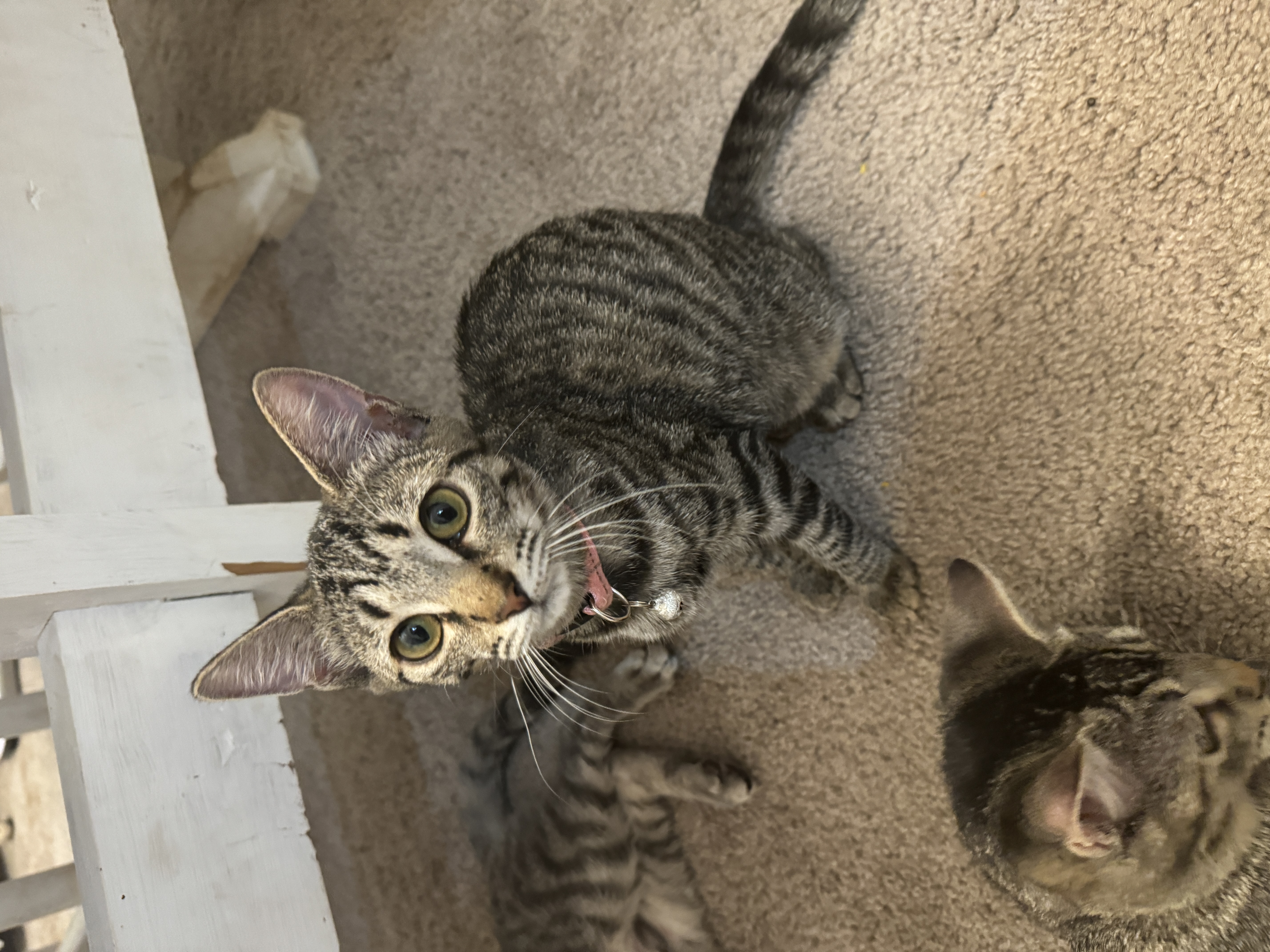 Smokey, Adopted, Young Female Domestic Short Hair.