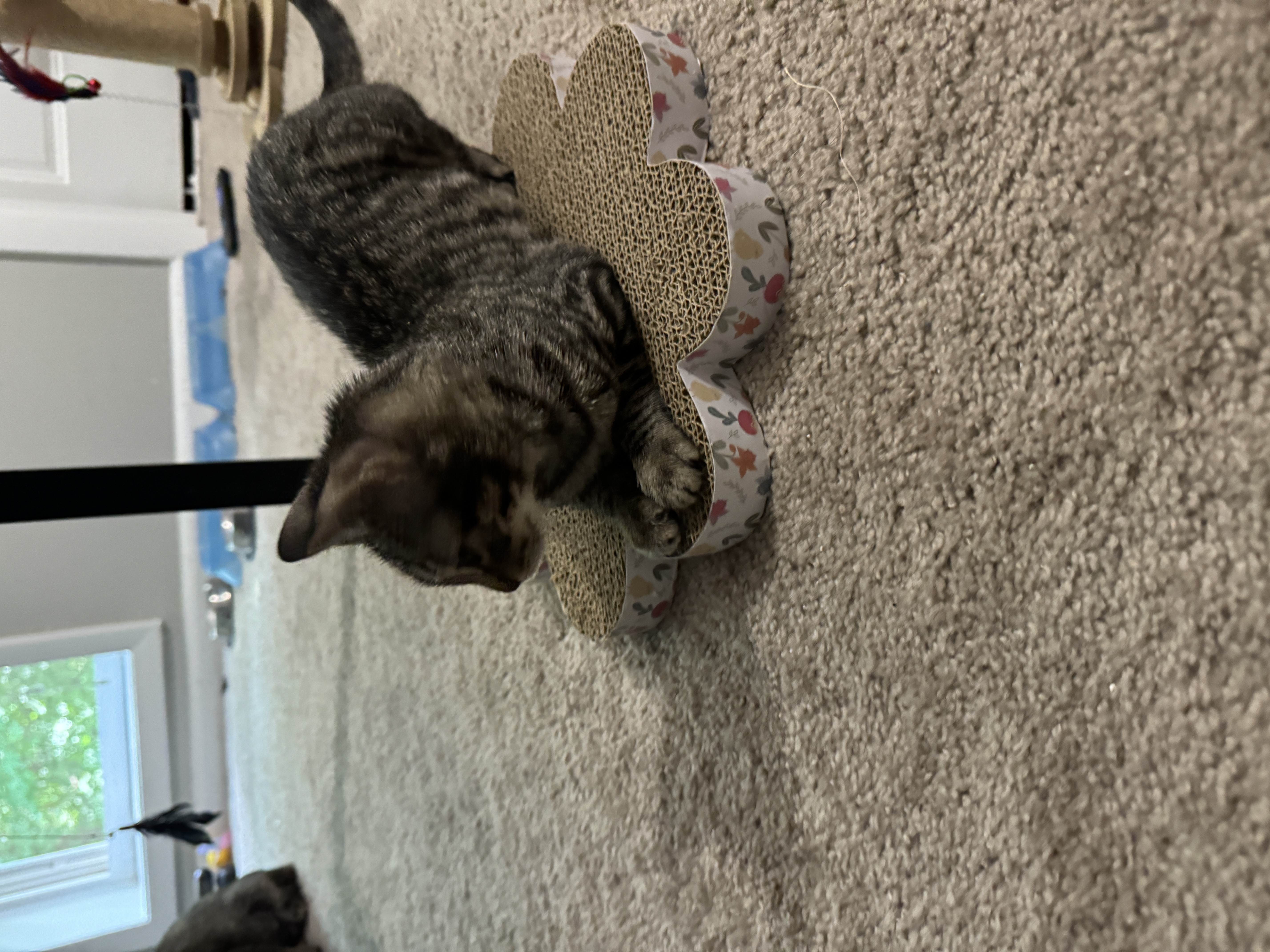 Enlarge Smokey, a Adopted Domestic Short Hair in Smyrna, GA image 5/5