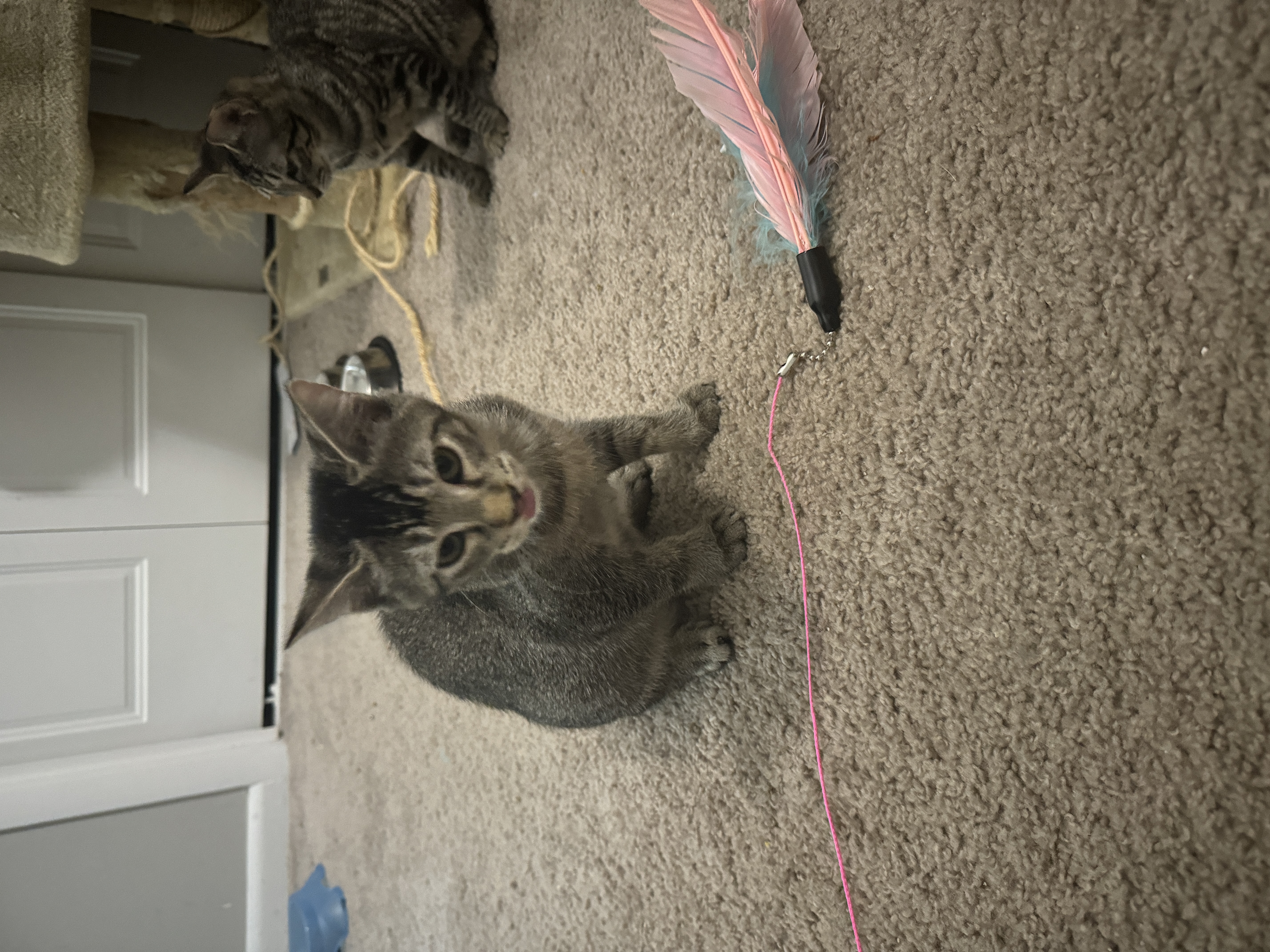 Enlarge Smokey, a Adopted Domestic Short Hair in Smyrna, GA image 2/5