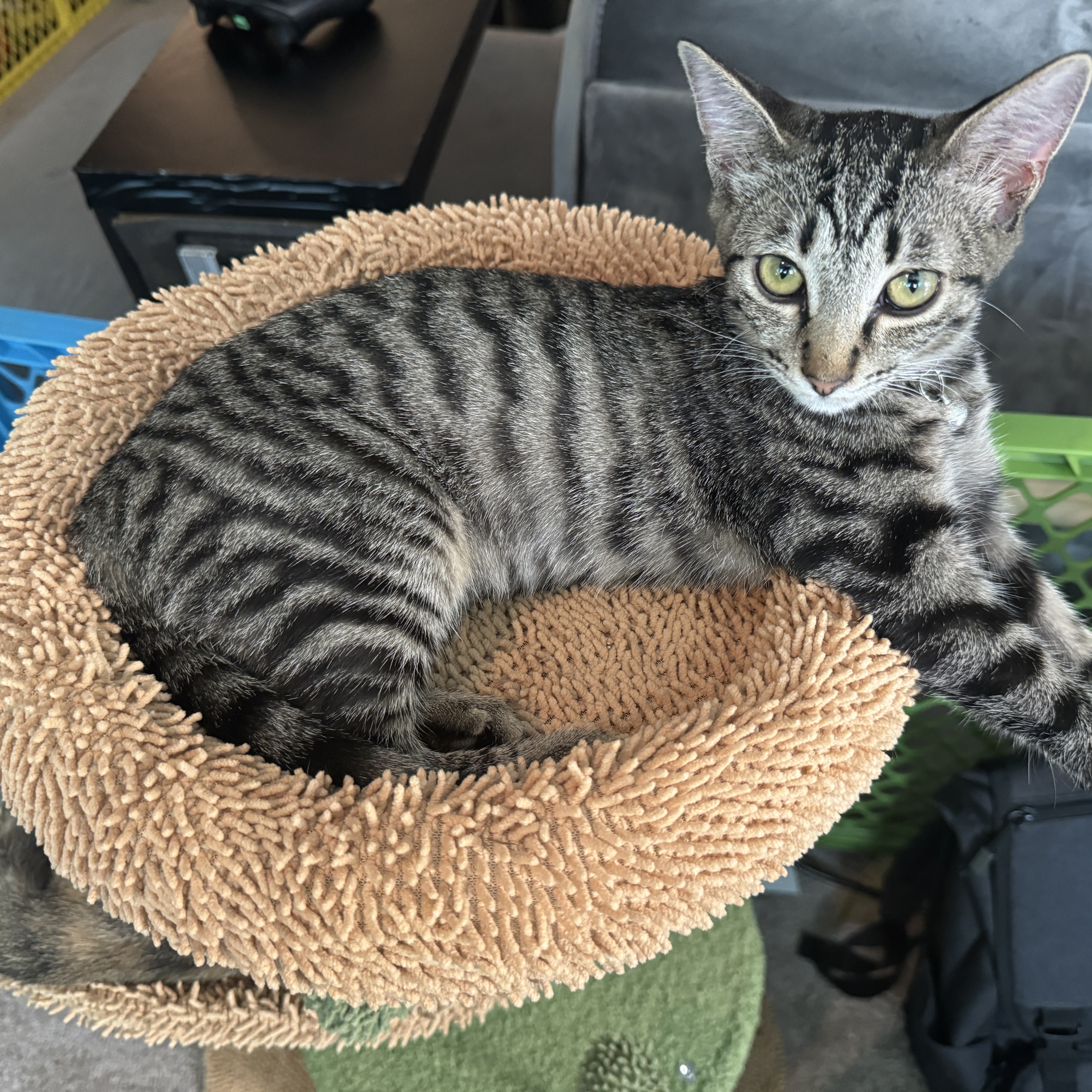 Enlarge Smokey, a Adopted Domestic Short Hair in Smyrna, GA image 4/5