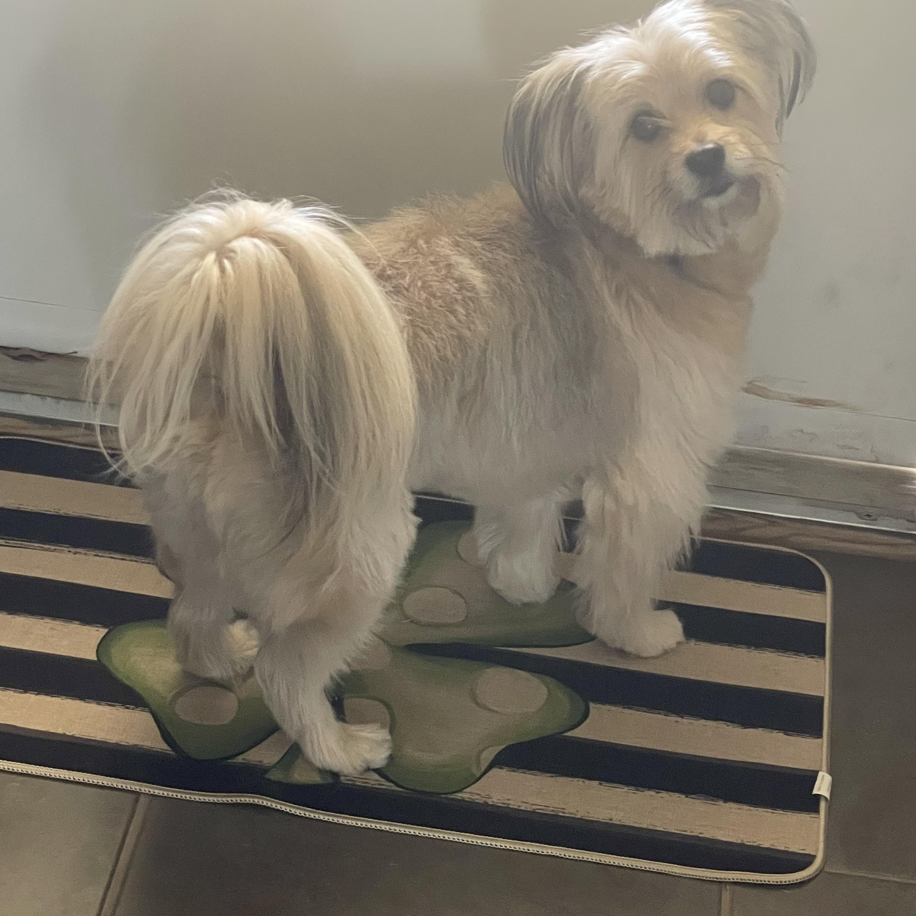 Enlarge Lord Kevin of Chestnut Lane, a ADOPTABLE Maltipoo in Yukon, OK image 2/3