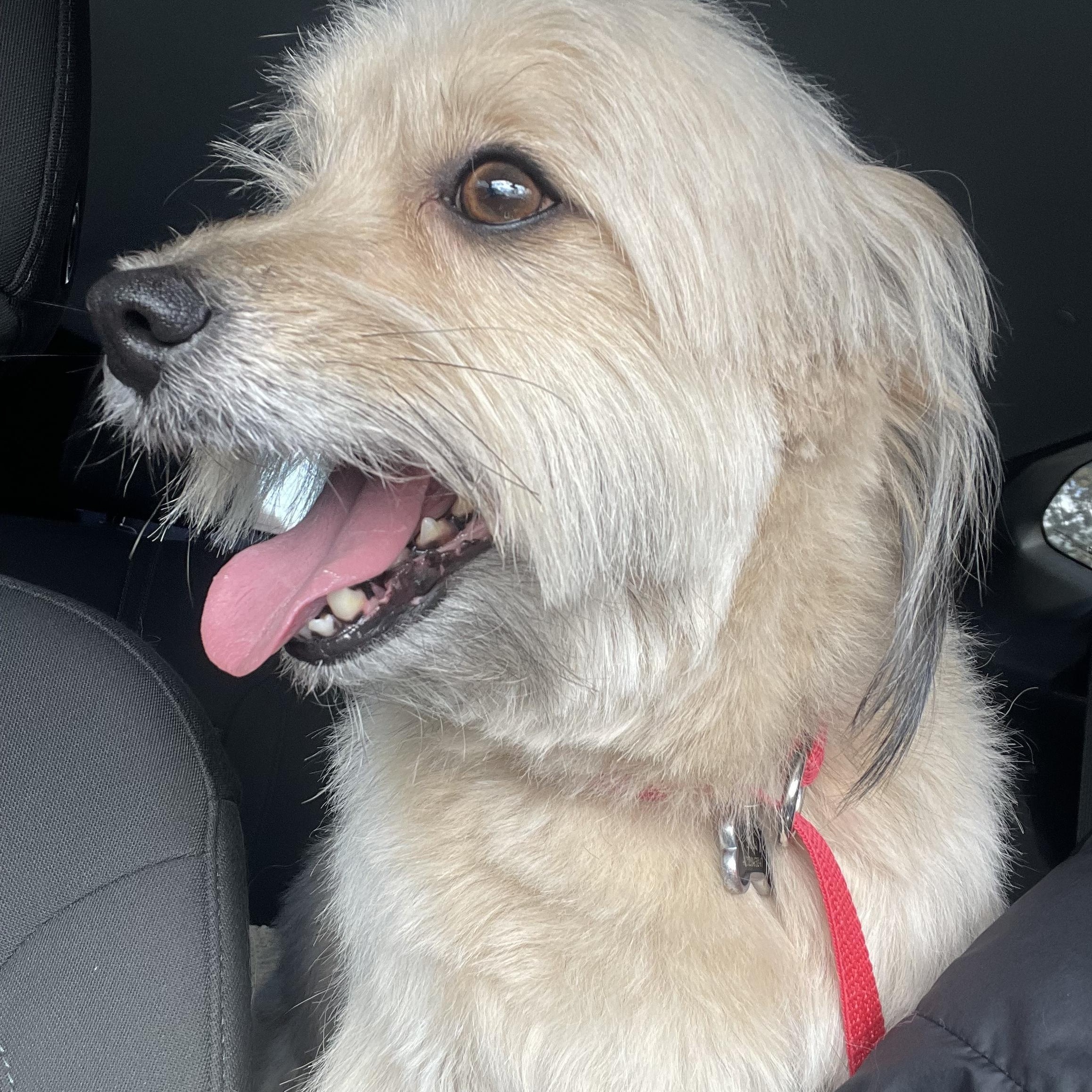 Enlarge Lord Kevin of Chestnut Lane, a ADOPTABLE Maltipoo in Yukon, OK image 3/3