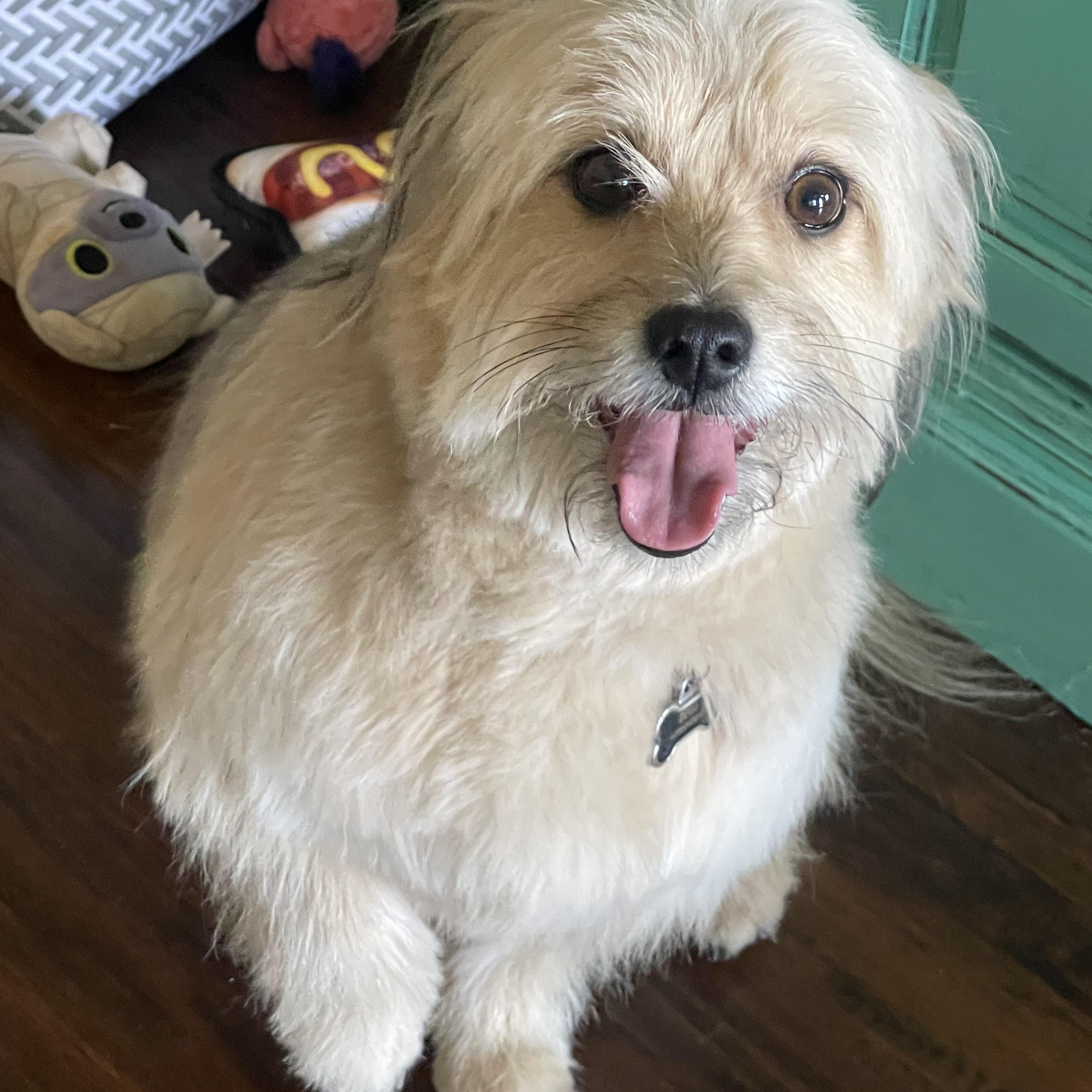 Enlarge Lord Kevin of Chestnut Lane, a ADOPTABLE Maltipoo in Yukon, OK image 1/3