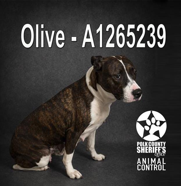 Enlarge OLIVE, a Adoptable American Bulldog in Winter Haven, FL image 1/1