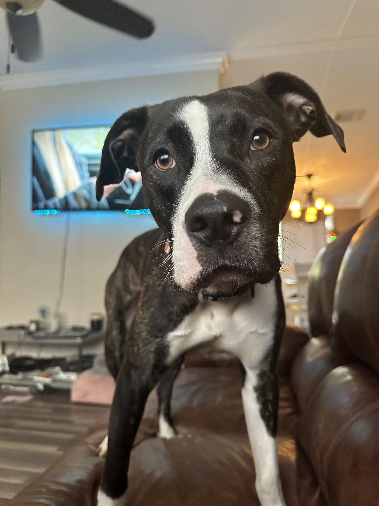 Calvin, Adoptable, Young Male Boxer.