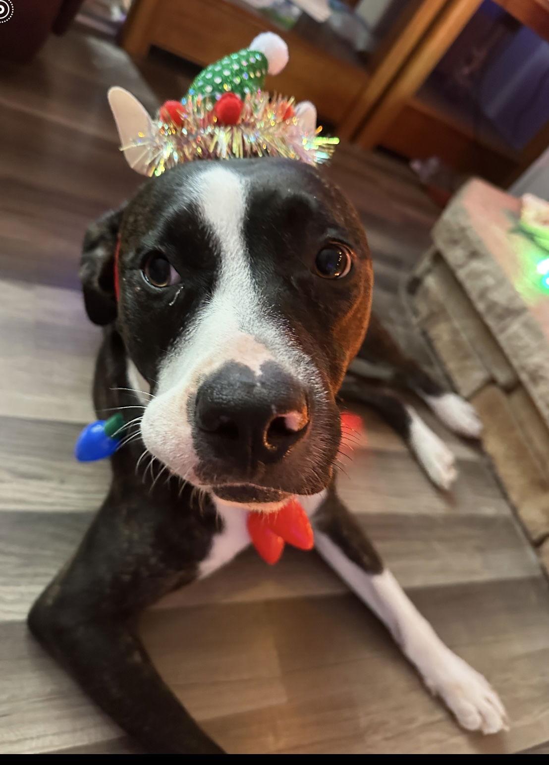 Enlarge Calvin, a Adoptable Boxer in Saint Augustine, FL image 2/3