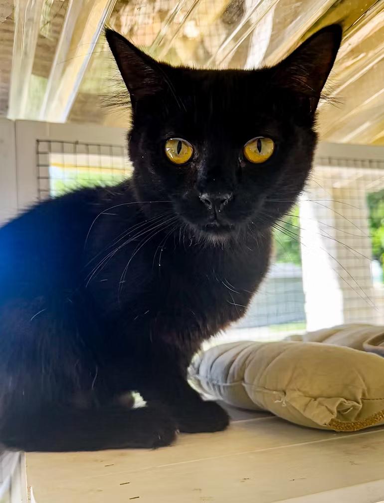 Kathiss, Adoptable, Young Female Domestic Short Hair.