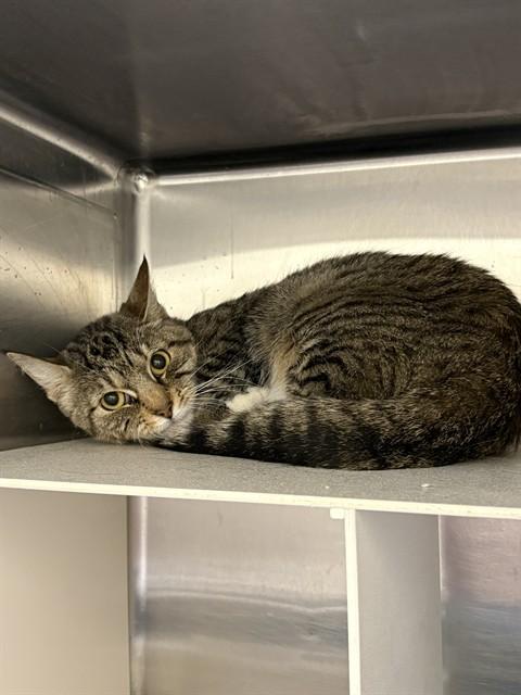 SELMA, Adoptable, Young Female Domestic Medium Hair & Domestic Short Hair.