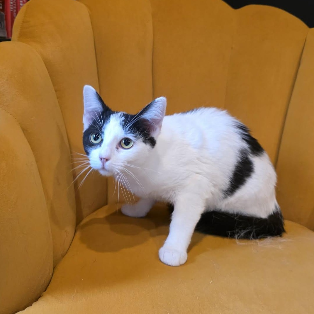 Kalina, a ADOPTABLE Domestic Short Hair in Shippenville, PA image 3/5