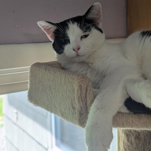 Enlarge Kalina, a ADOPTABLE Domestic Short Hair in Shippenville, PA image 5/6