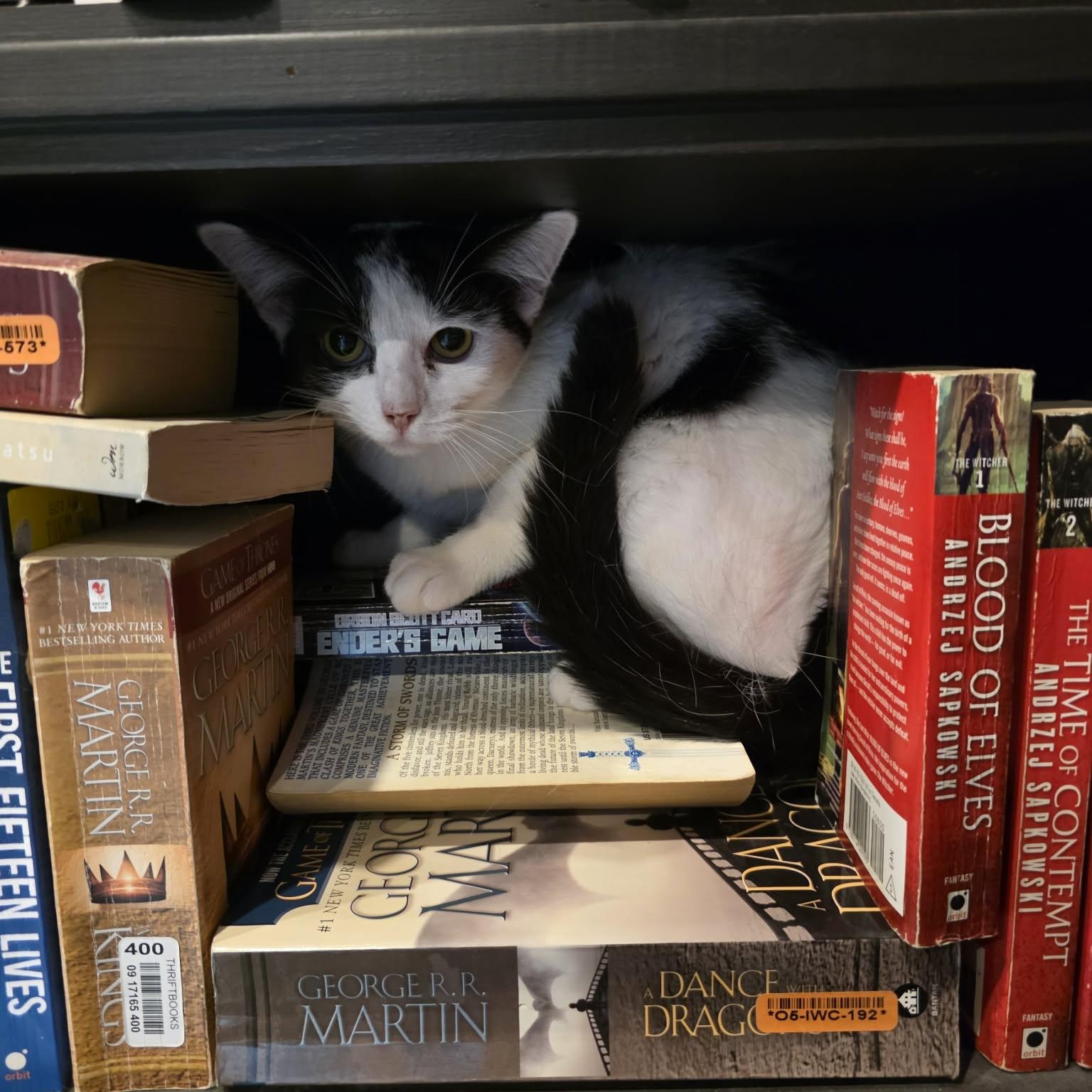 Kalina, a ADOPTABLE Domestic Short Hair in Shippenville, PA image 2/5