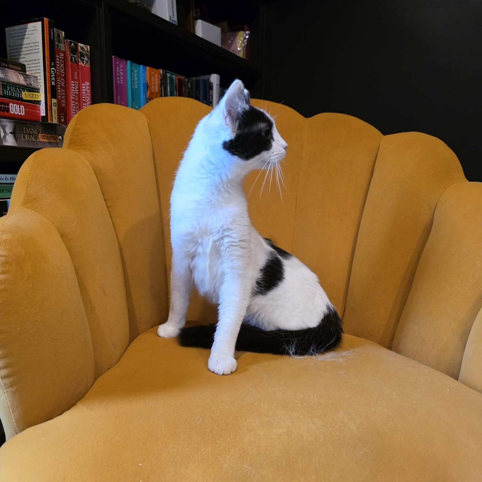 Kalina, a ADOPTABLE Domestic Short Hair in Shippenville, PA image 5/5