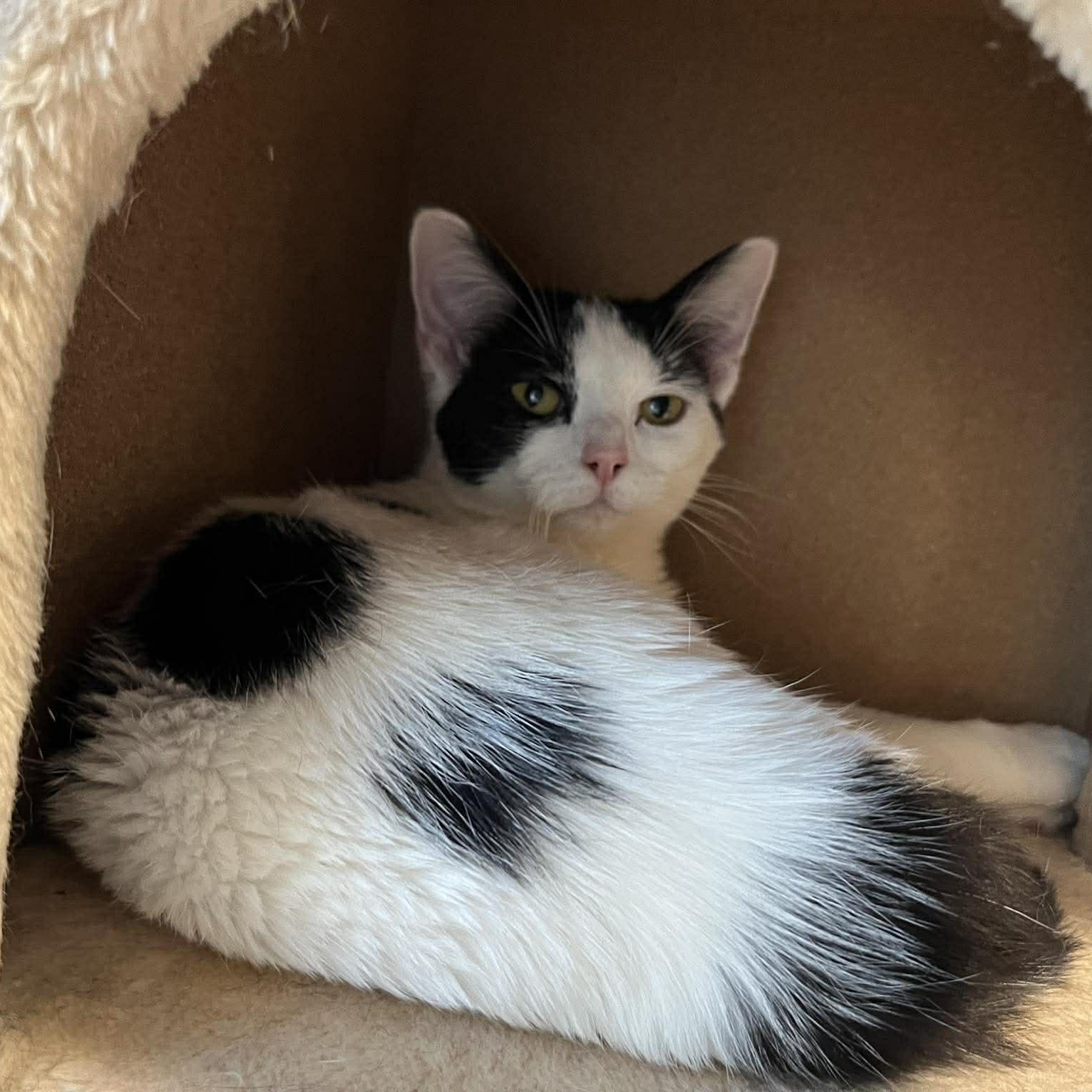 Enlarge Kalina, a ADOPTABLE Domestic Short Hair in Shippenville, PA image 4/6