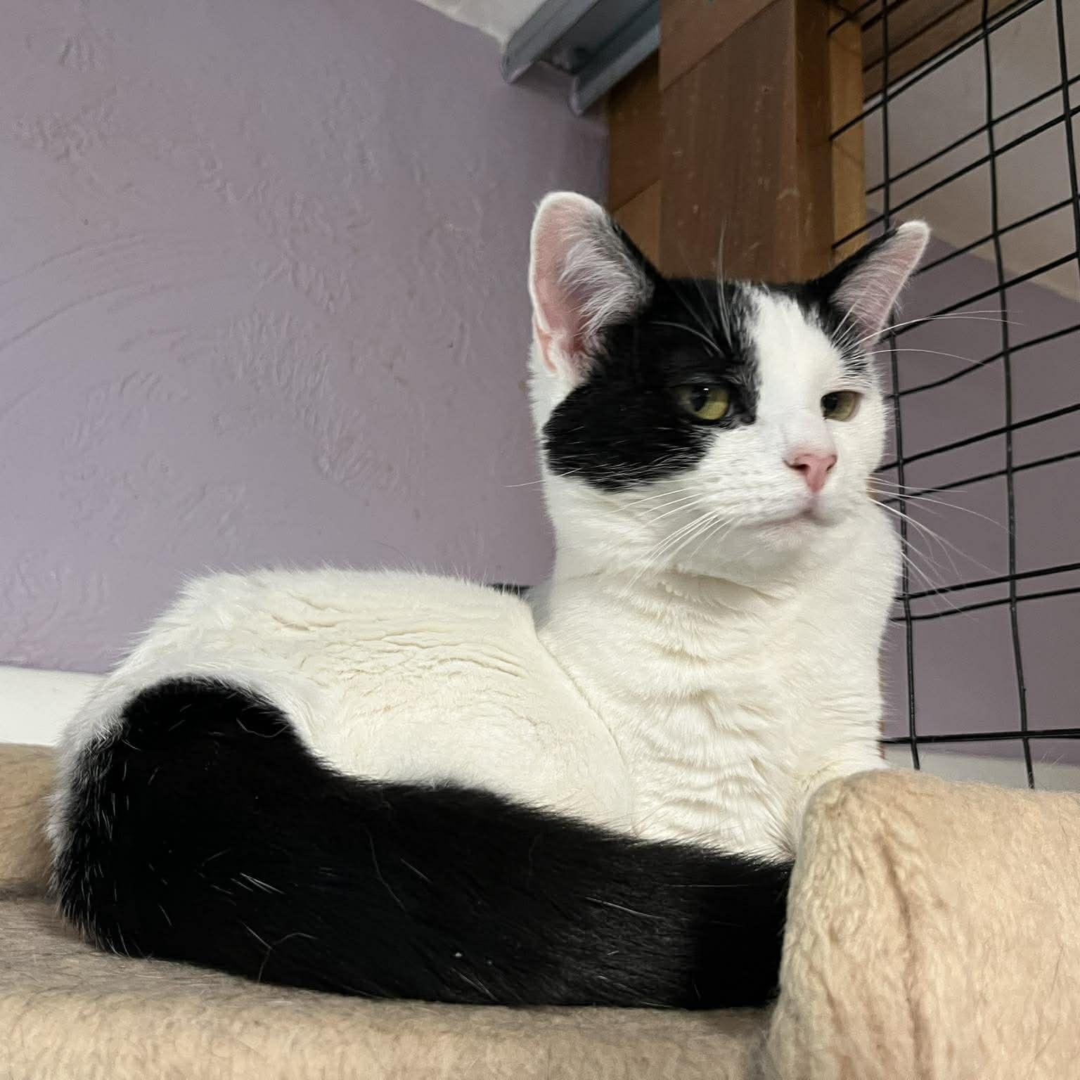 Enlarge Kalina, a ADOPTABLE Domestic Short Hair in Shippenville, PA image 6/6