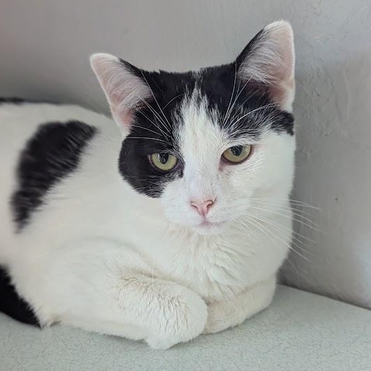 Enlarge Kalina, an adopted Domestic Short Hair in Shippenville, PA image 1/6