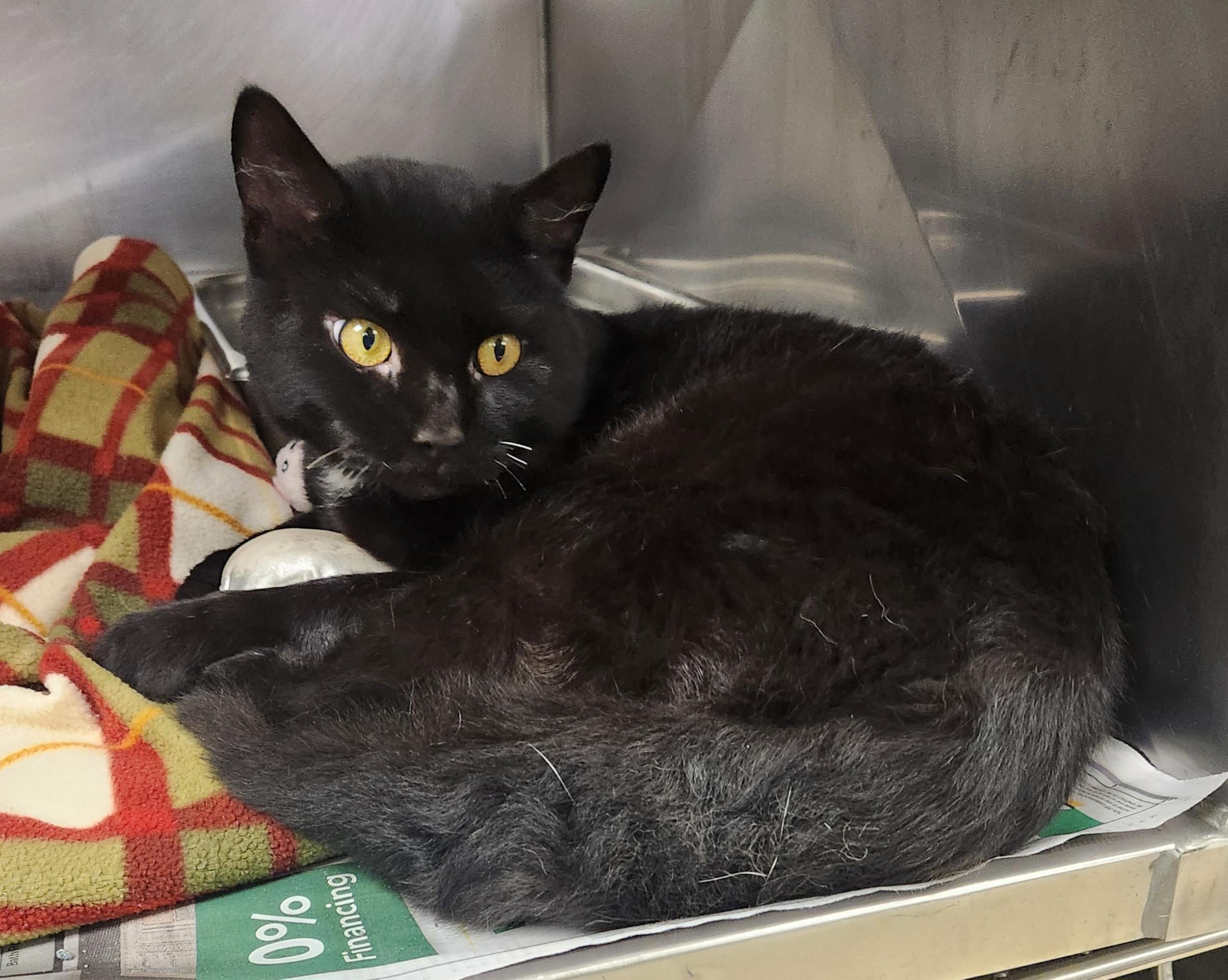 Enlarge Dracula, a Adoptable Domestic Short Hair in Clayton, NJ image 1/1